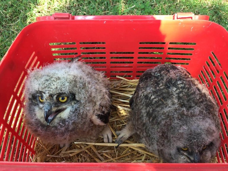 stratford gardens owls4