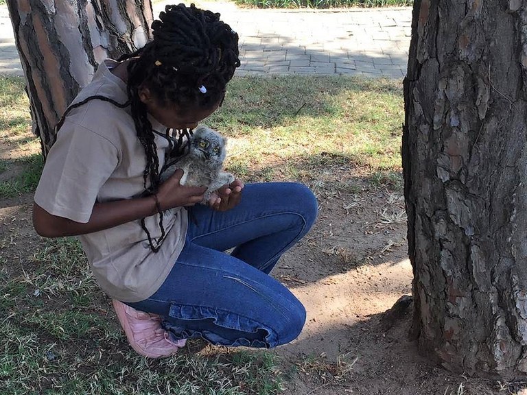 stratford gardens owls3