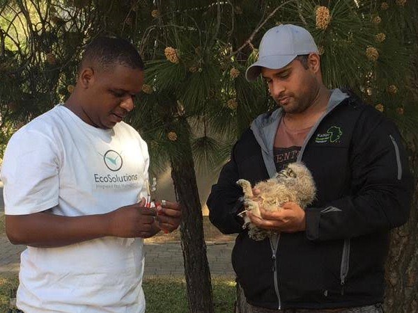 stratford gardens owls2