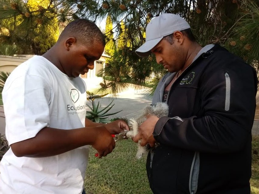 stratford gardens owls1