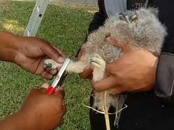 stratford gardens owls