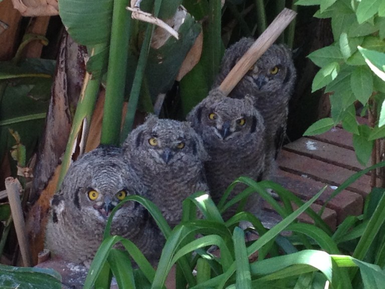 Spotted Eagle Owlets