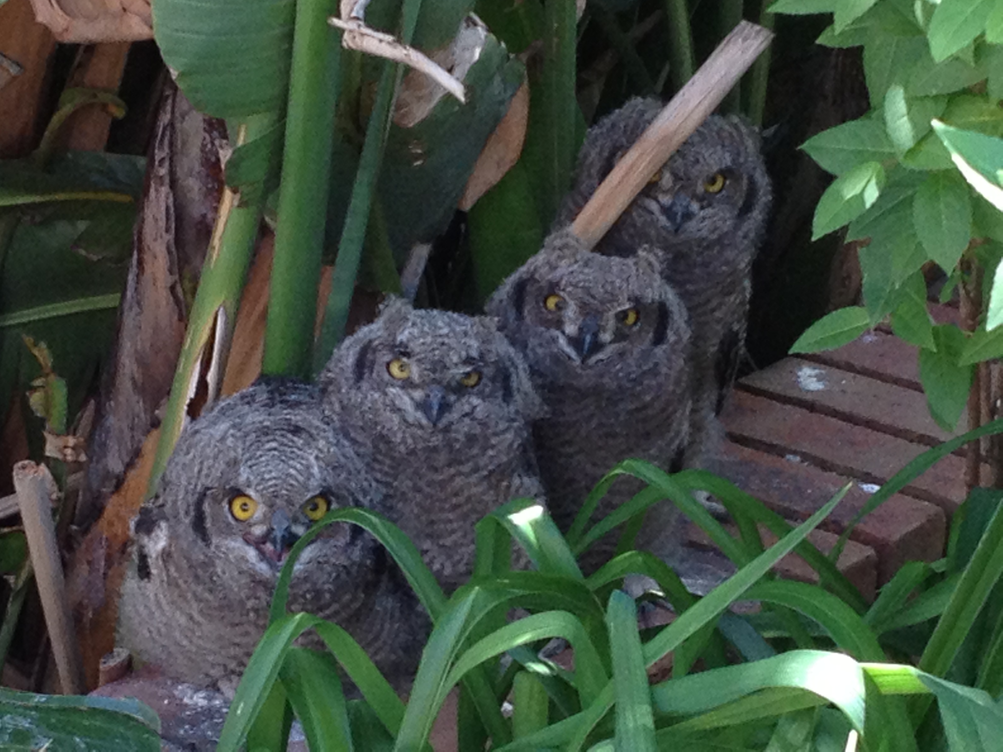 Spotted Eagle Owlets