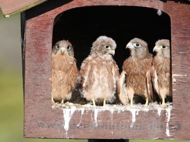 Rock kestrels.jpg