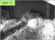 day 11