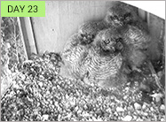day 23
